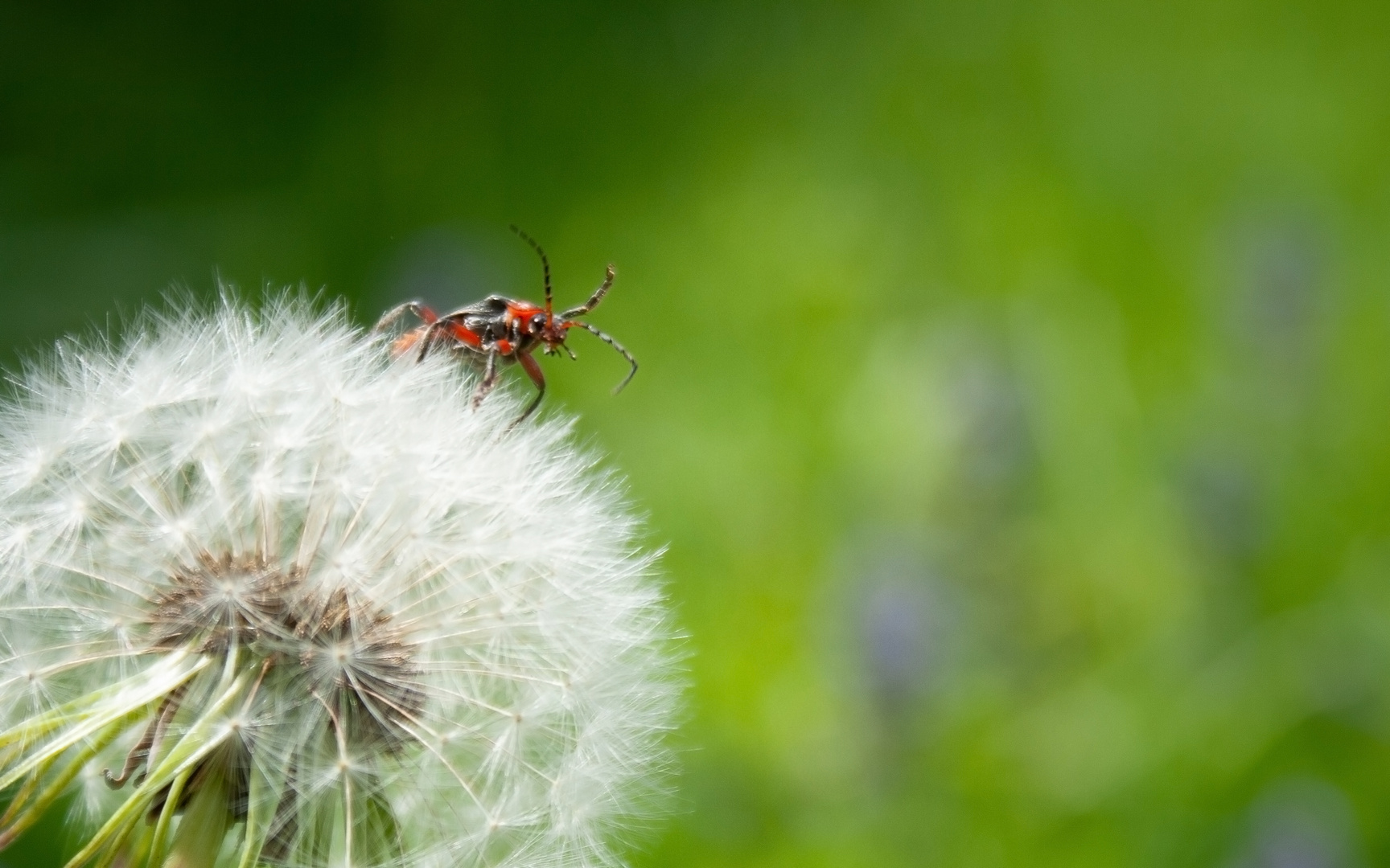 Pusteblume mit Gast