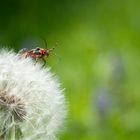 Pusteblume mit Gast