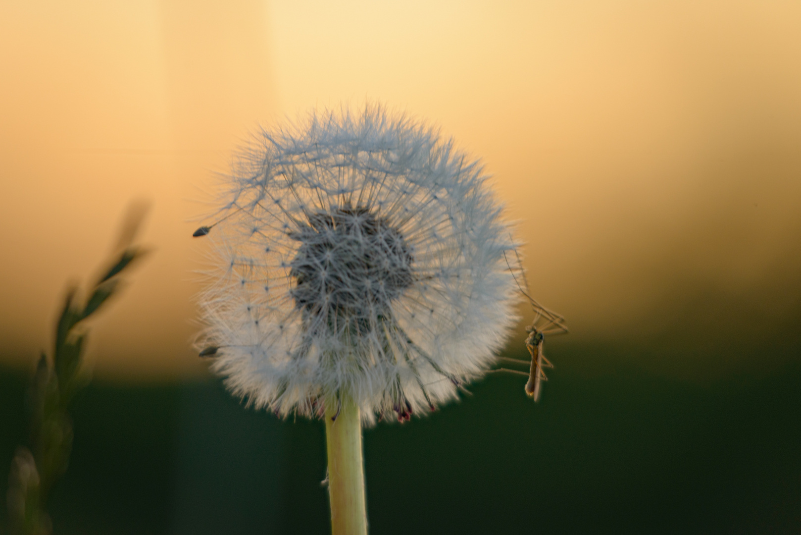 Pusteblume mit Gast