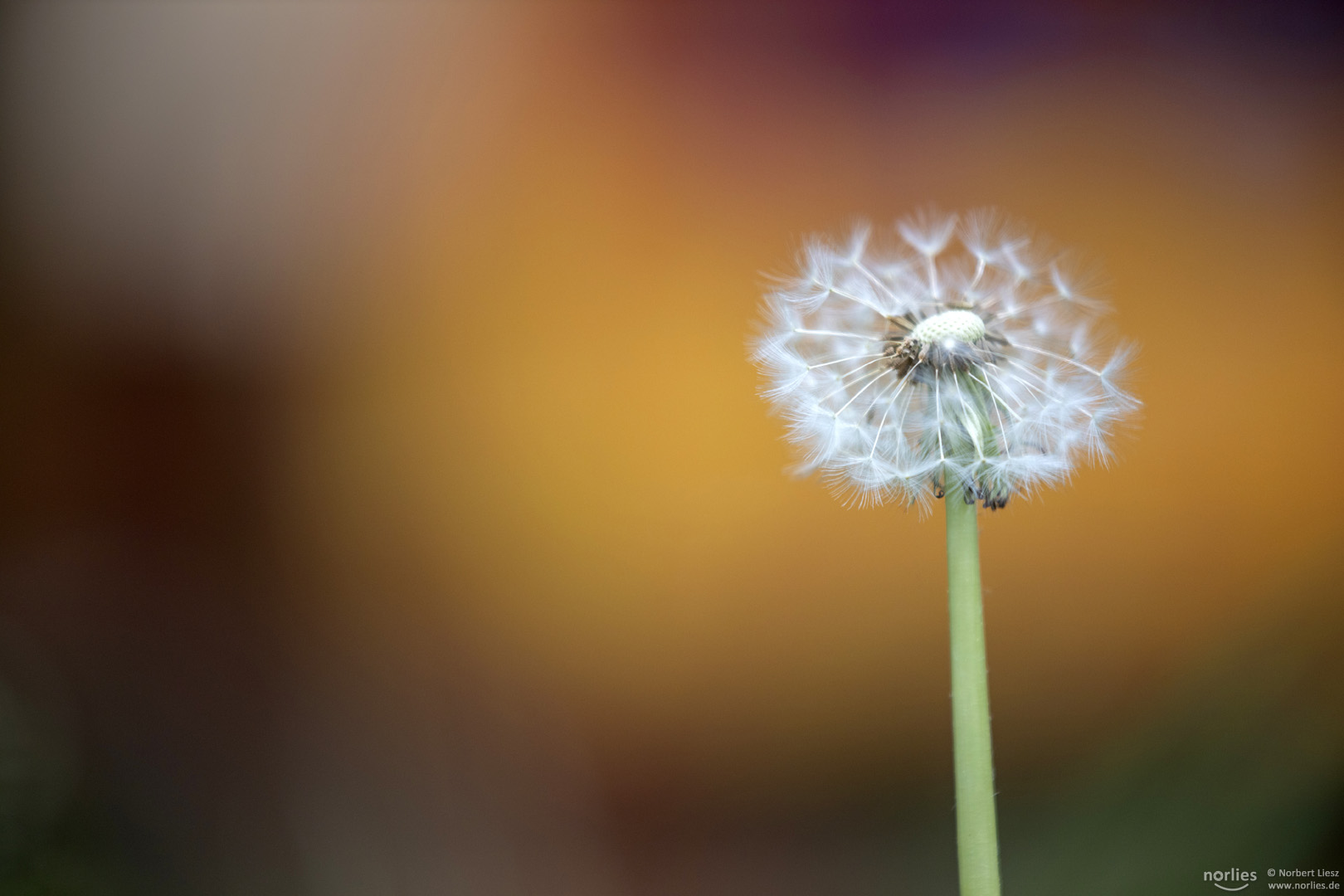 Pusteblume mit gelben Hintergrund