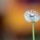 Pusteblume mit gelben Hintergrund