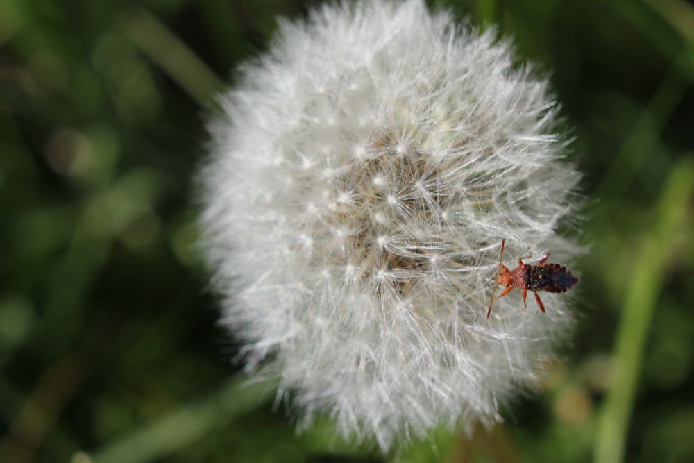 Pusteblume mit Glasflügelwanze