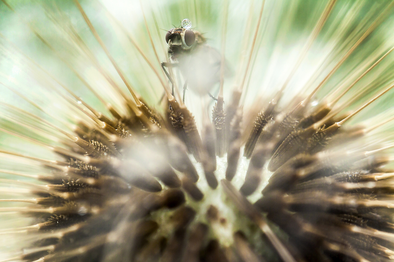 Pusteblume mit Hausbesetzer