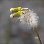 Pusteblume mit Hörnern...