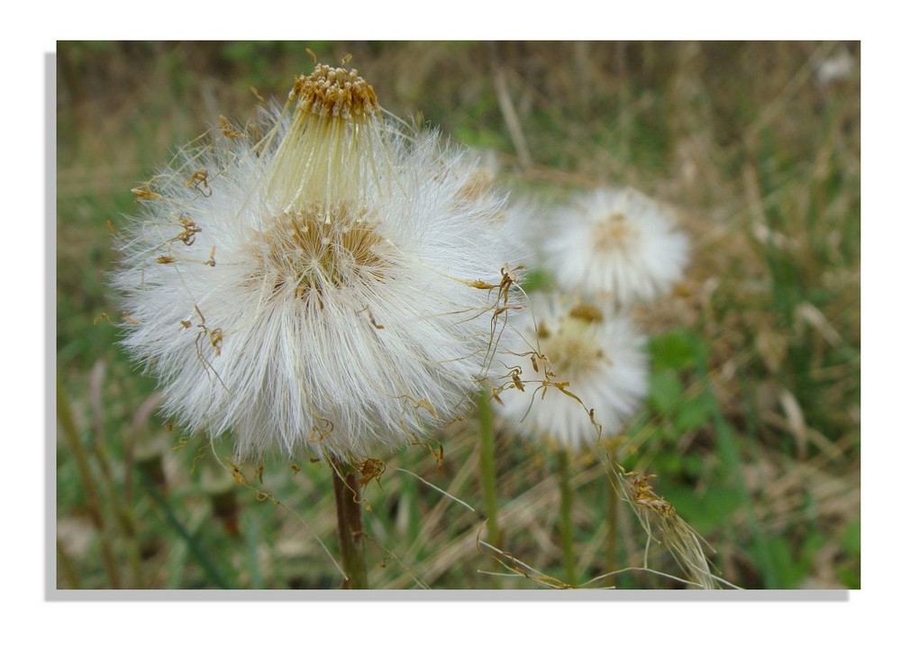 Pusteblume mit Hut