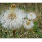 Pusteblume mit Hut