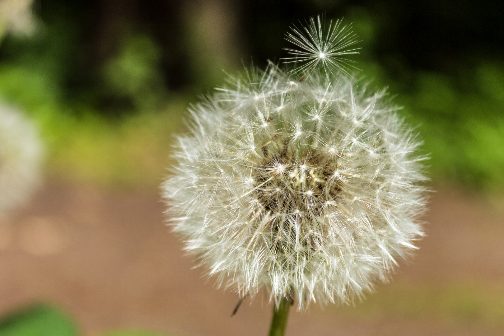 Pusteblume mit Hut