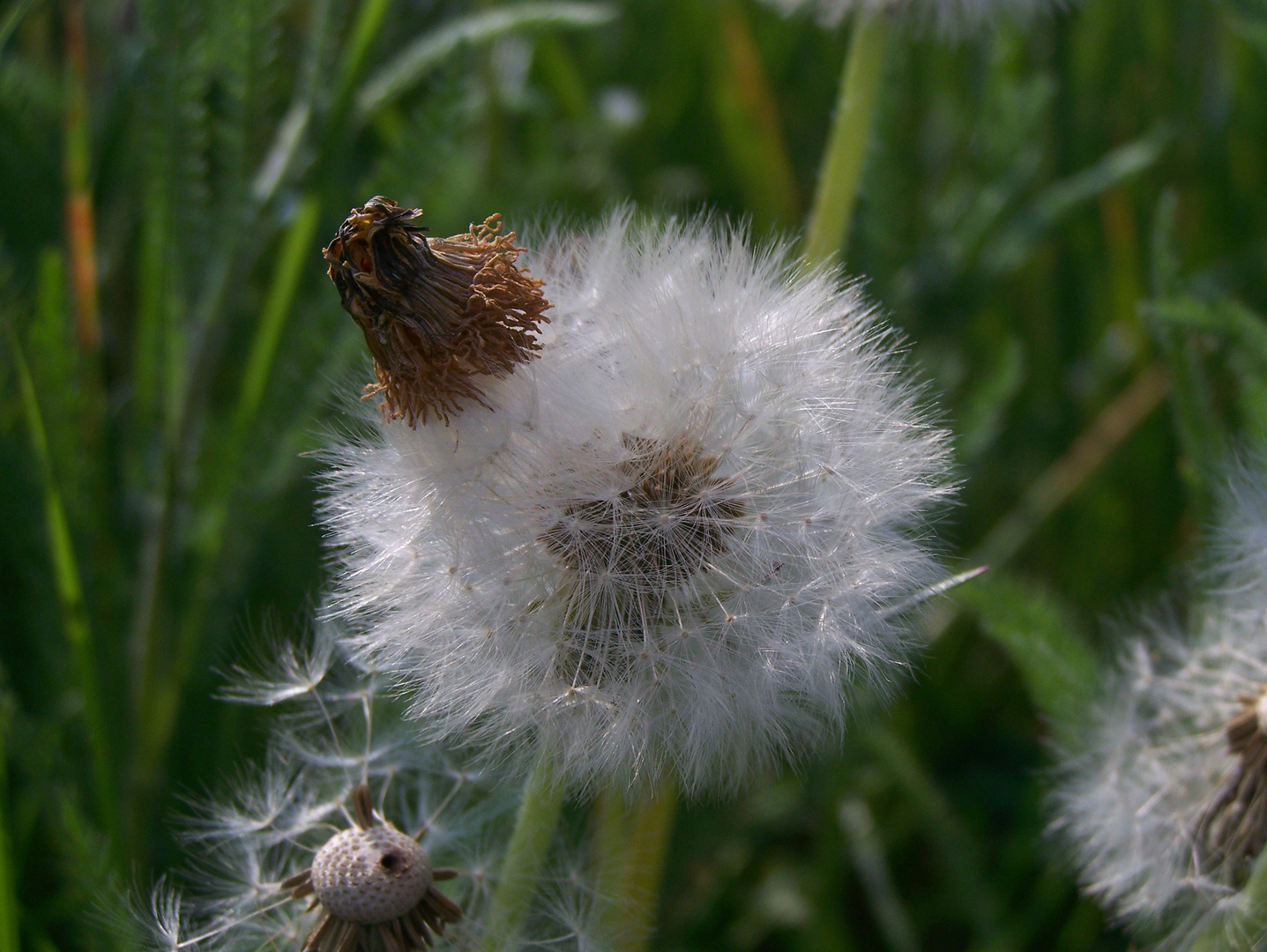 Pusteblume mit Hut