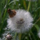 Pusteblume mit Hut