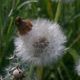 Pusteblume mit Hut