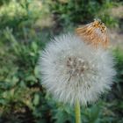 Pusteblume mit Hut