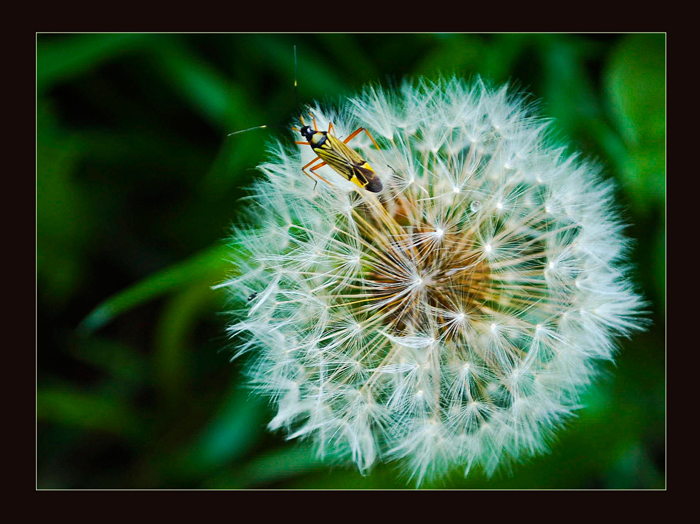 Pusteblume mit Insekt