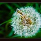 Pusteblume mit Insekt