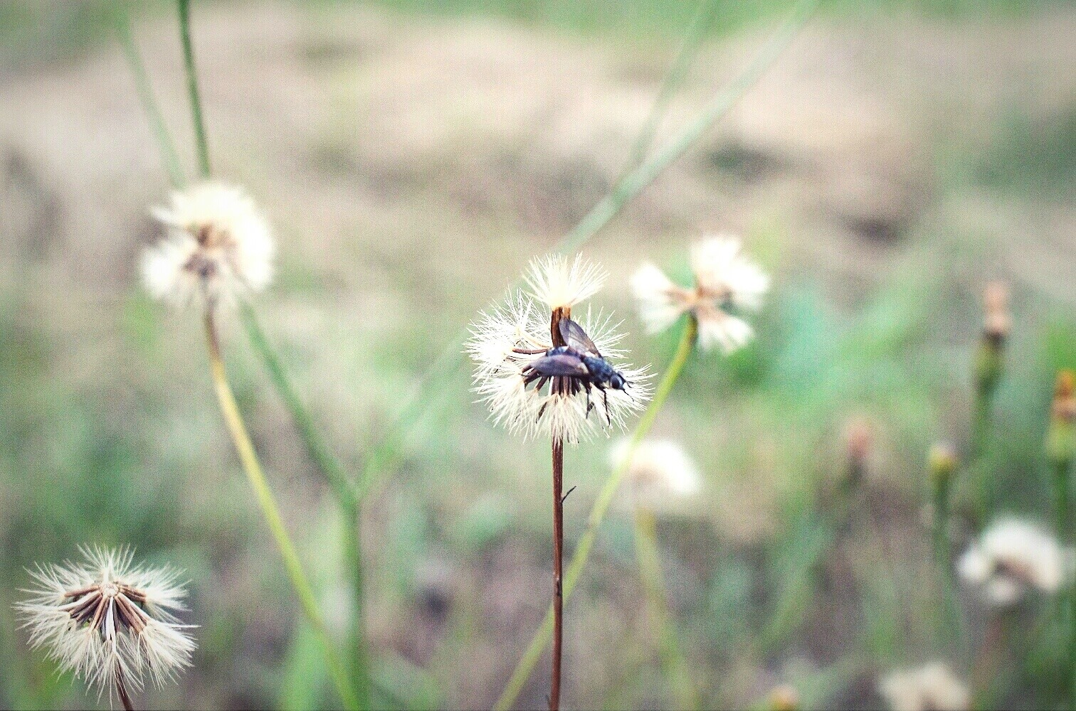 Pusteblume mit Käfer