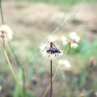 Pusteblume mit Käfer