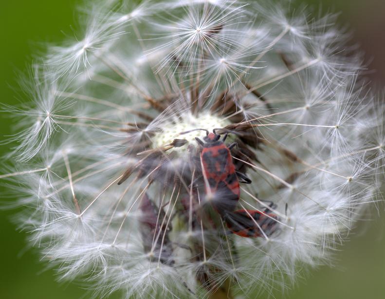 Pusteblume mit Käfern