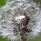 Pusteblume mit Käfern