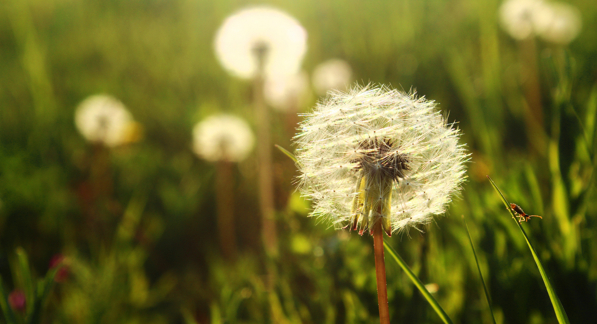 Pusteblume mit kleinem Käfer