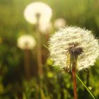 Pusteblume mit kleinem Käfer