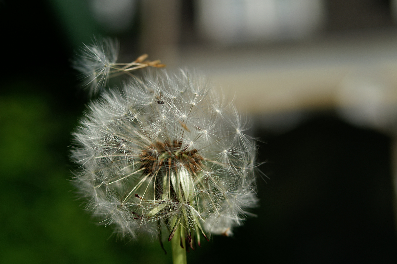 Pusteblume mit kleiner Fliege