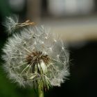 Pusteblume mit kleiner Fliege