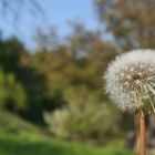 Pusteblume mit Landschaft....