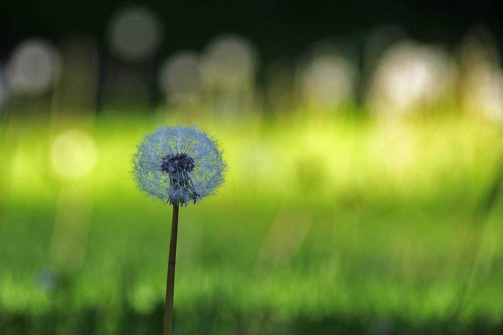 Pusteblume mit Lichtstimmung