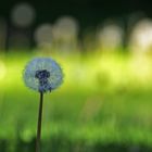 Pusteblume mit Lichtstimmung