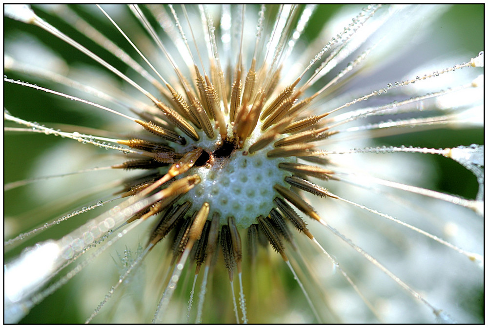 Pusteblume mit Morgentau - 1