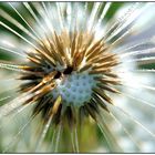 Pusteblume mit Morgentau - 1