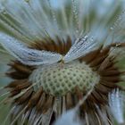 Pusteblume mit Morgentau