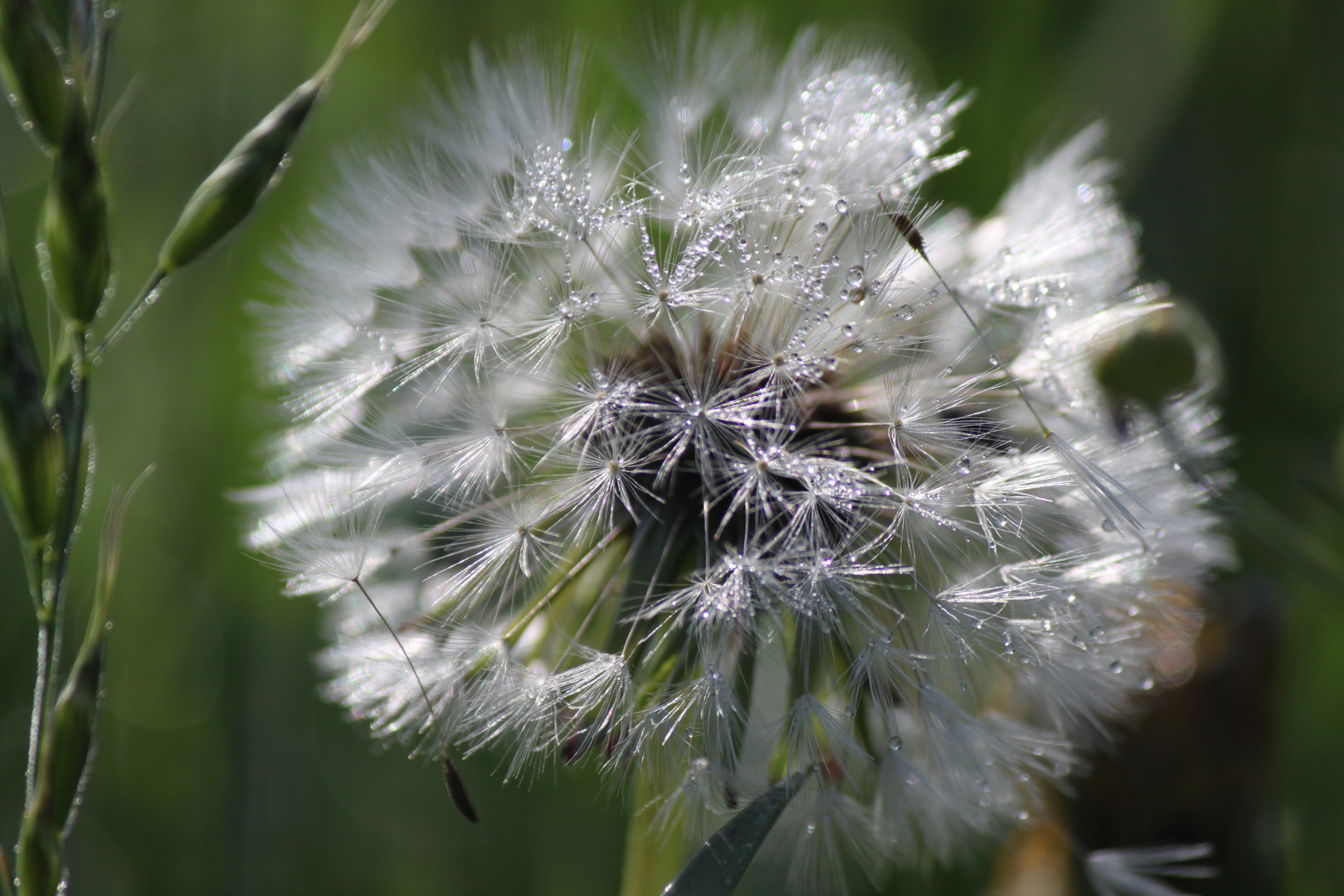 Pusteblume mit Morgentau