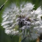 Pusteblume mit Morgentau