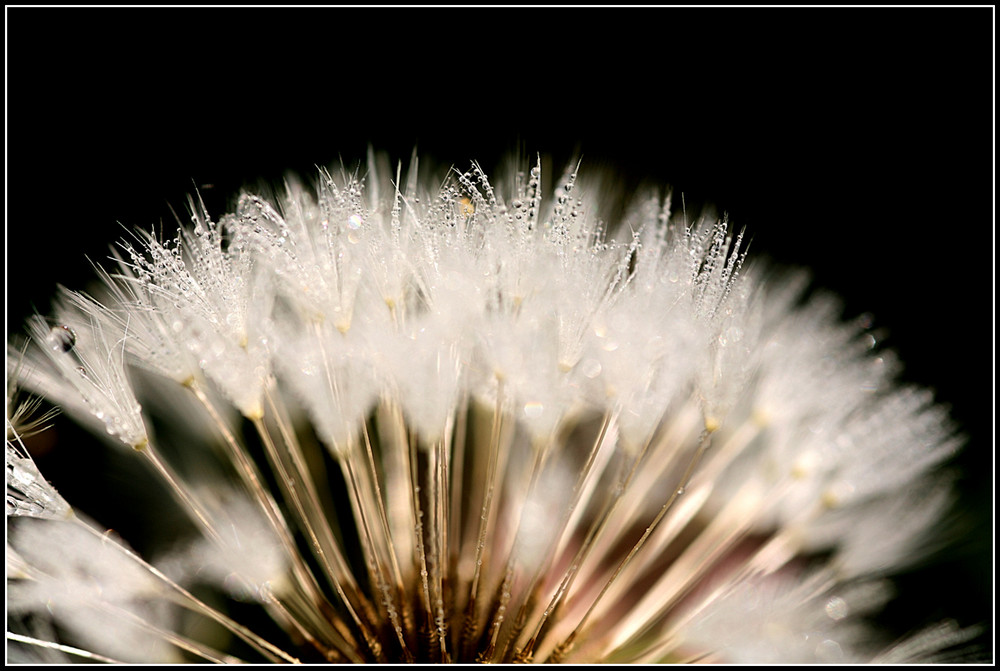 Pusteblume mit Morgentau - 5