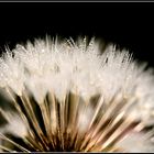 Pusteblume mit Morgentau - 5