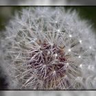 Pusteblume mit Morgentau