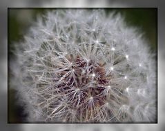 Pusteblume mit Morgentau