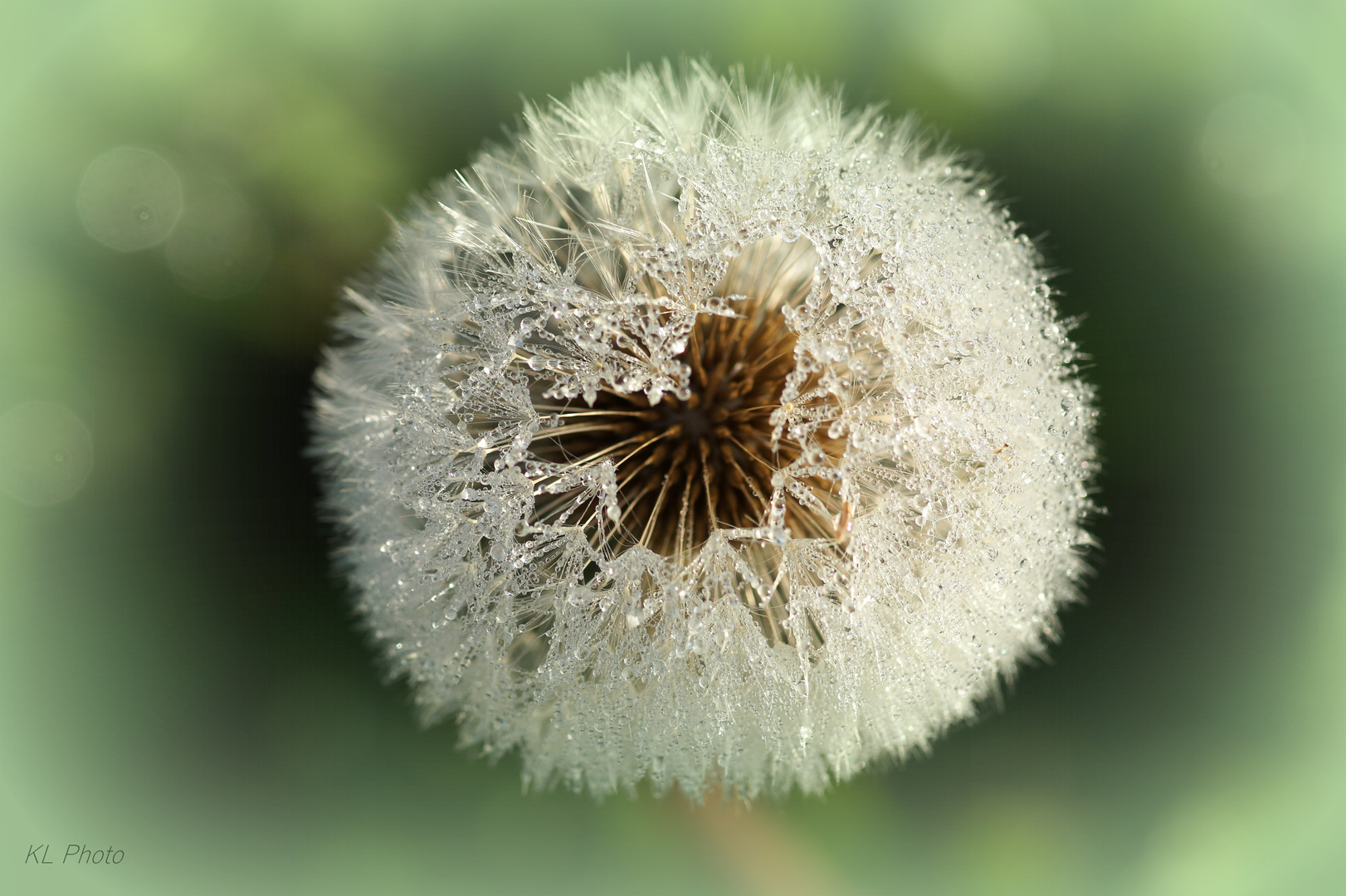 Pusteblume mit Morgentau