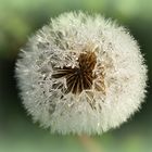 Pusteblume mit Morgentau