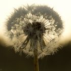 Pusteblume mit Morgentau