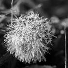 Pusteblume mit nassem "Fell"