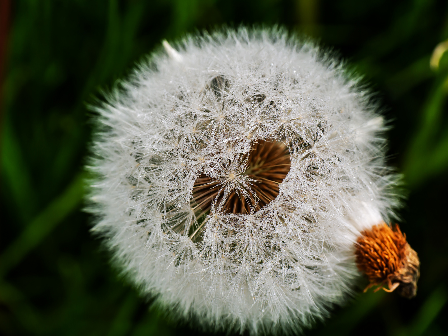 Pusteblume mit "nassem Innenleben"...