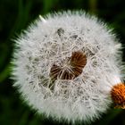 Pusteblume mit "nassem Innenleben"...