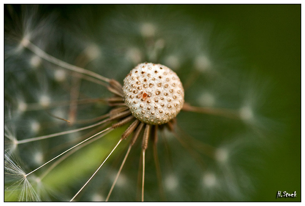 Pusteblume mit Passagier