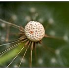 Pusteblume mit Passagier