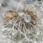 Pusteblume mit Perlen