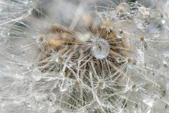 Pusteblume mit Perlen