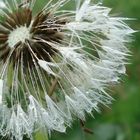 Pusteblume mit perlen..