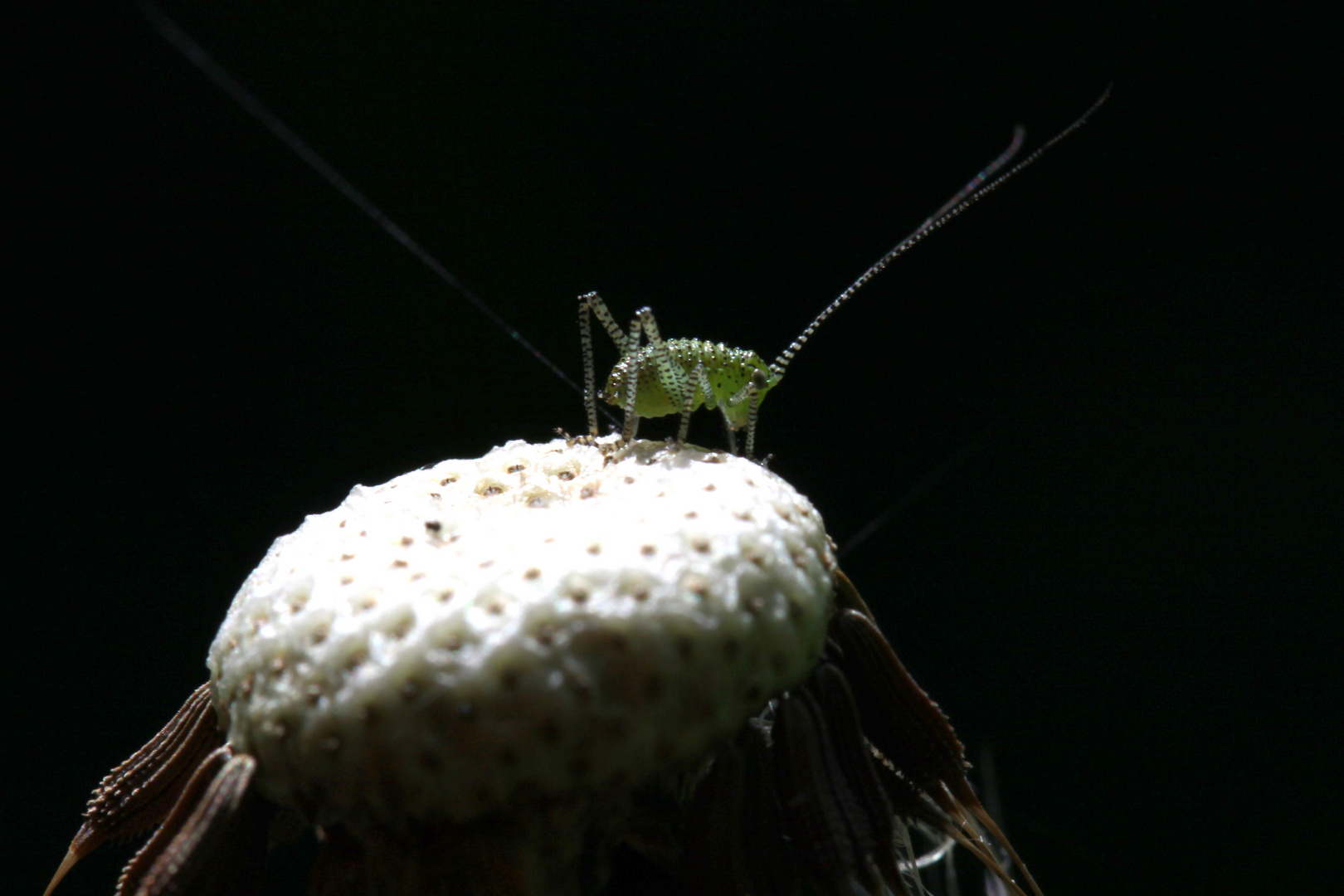 Pusteblume mit punktierte Zartschrecke