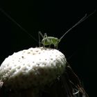 Pusteblume mit punktierte Zartschrecke